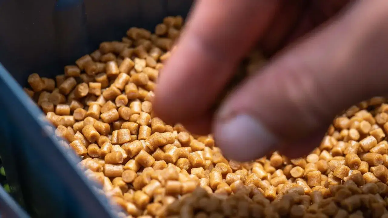 Dłoń sięga po zanętę, która wzbudza ochotkę na jakie ryby.