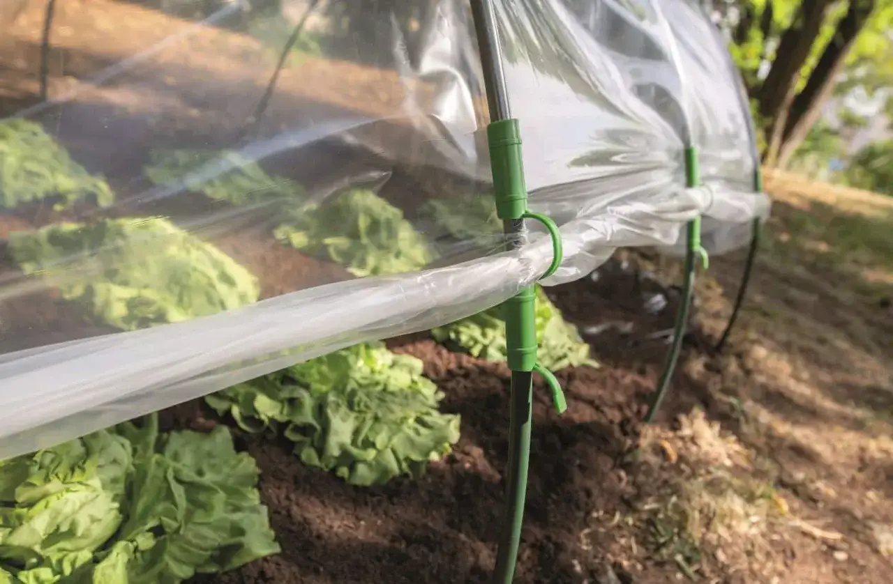 Co uprawiać w tunelu foliowym? Odkryj najlepsze rośliny do uprawy