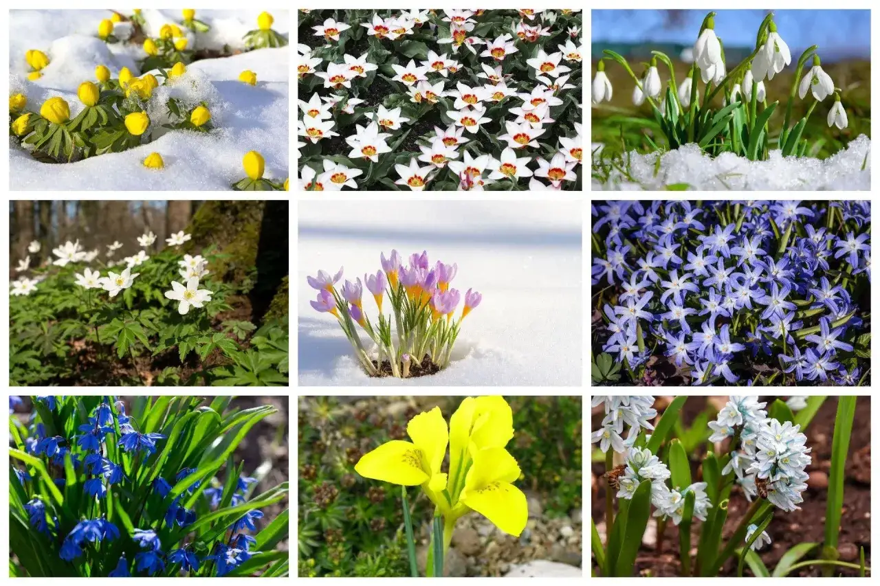 Kolorowe kwiaty zwiastujące wiosnę: żółte przebiśniegi, białe tulipany, fioletowe krokusy, niebieskie szafirki i inne.