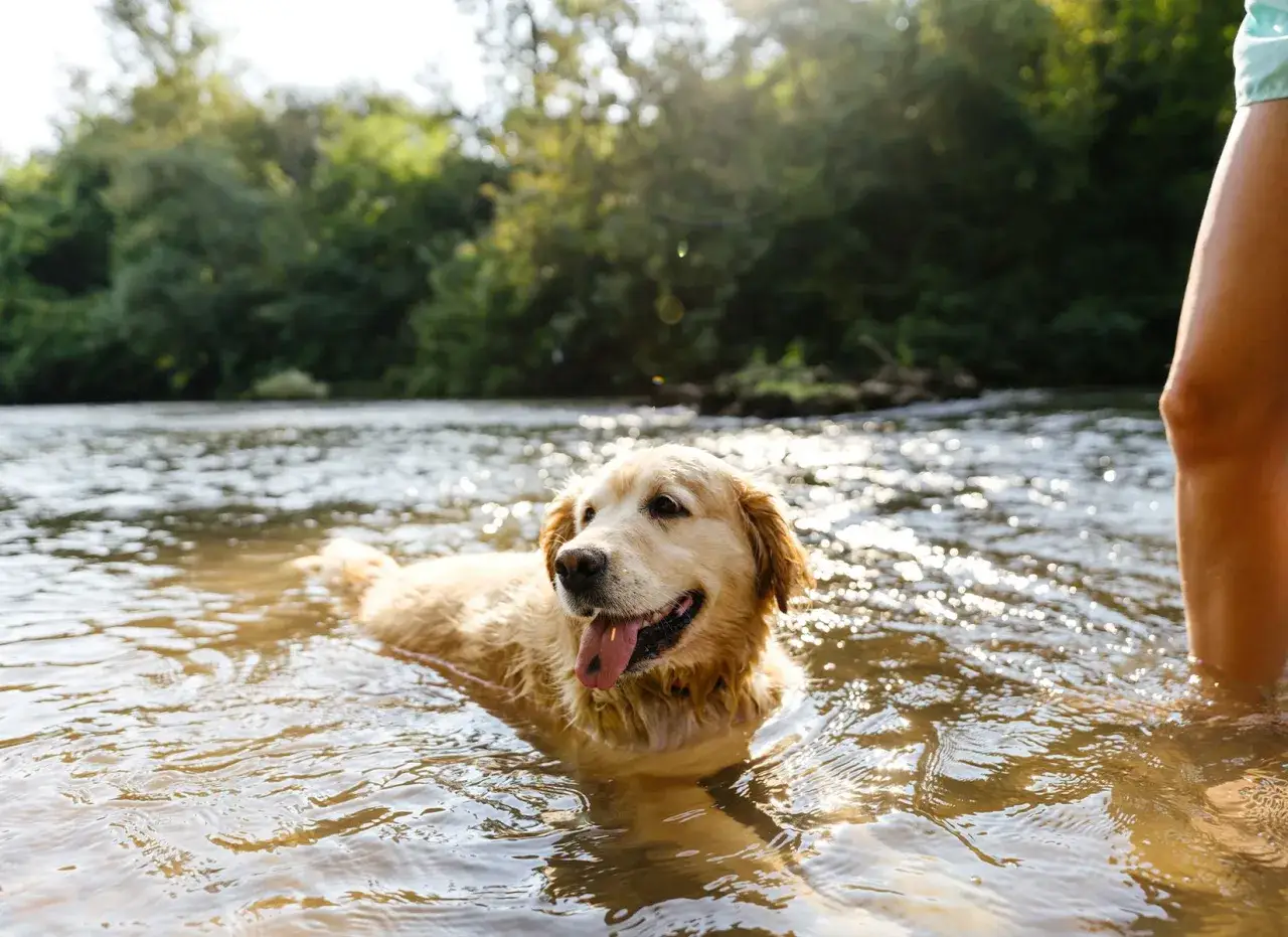 Gdzie z psem na spacer? Najlepsze miejsca w Polsce, które pokochasz