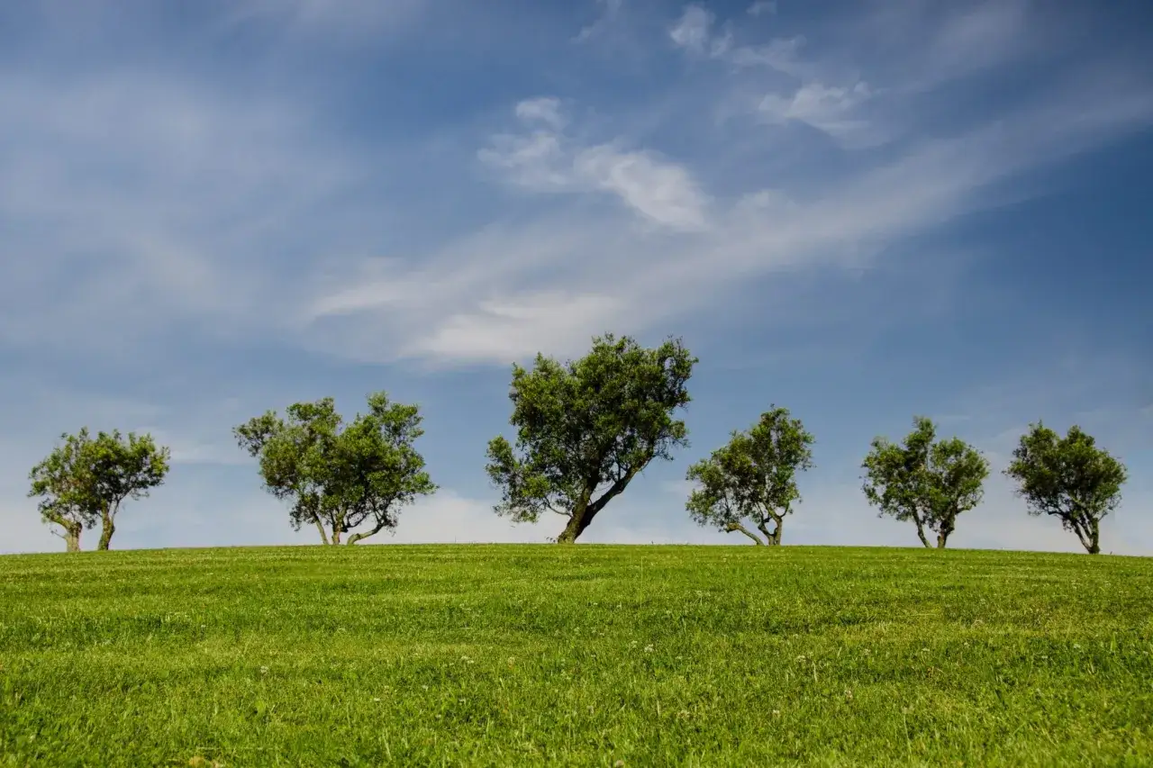Sześć zielonych drzew na tle błękitnego nieba z chmurami. Te drzewa po angielsku, zwane "trees", tworzą malowniczy krajobraz na wzgórzu.