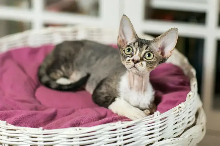 Devon Rex dla alergika – czy to najlepszy wybór dla uczulonych?