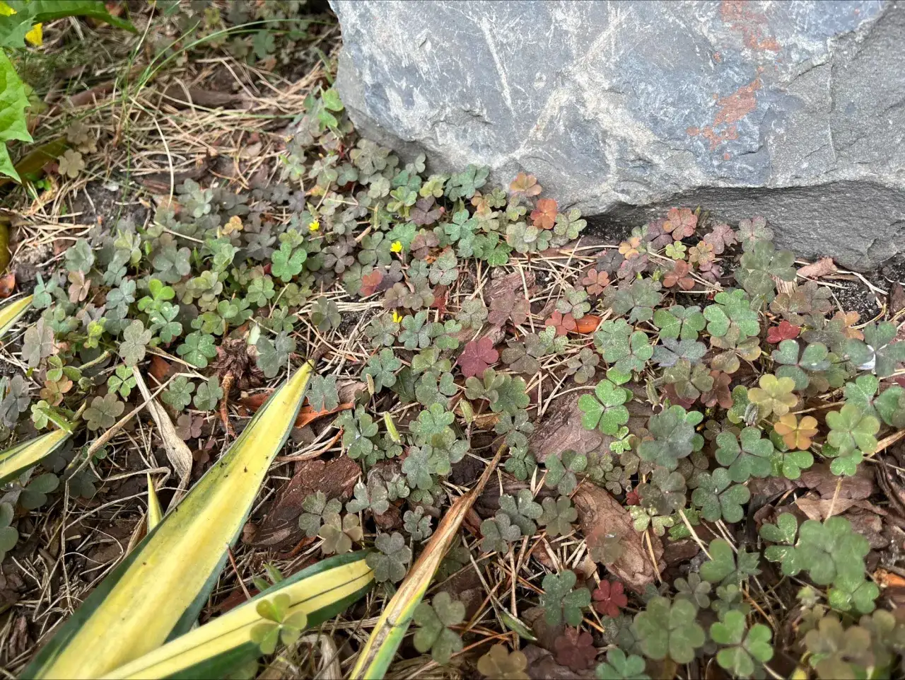 Chwasty jak koniczyna? Zidentyfikuj i skutecznie zwalcz intruza!