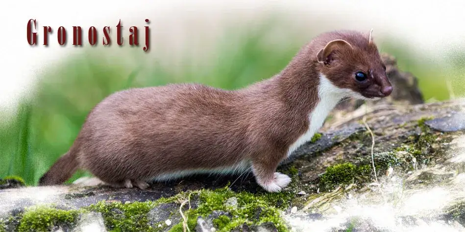 Gronostaj czym się żywi? Zaskakujące fakty o jego diecie