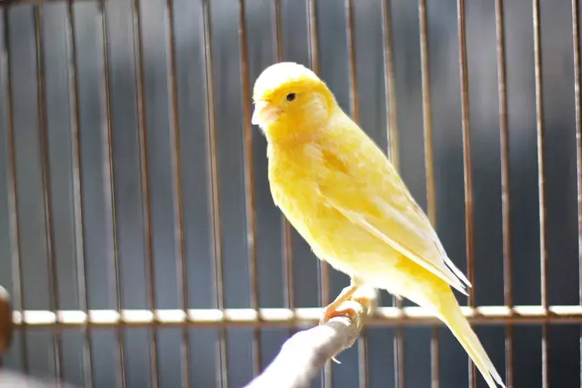 Jak zrobić klatkę dla kanarka – proste kroki i niezbędne materiały