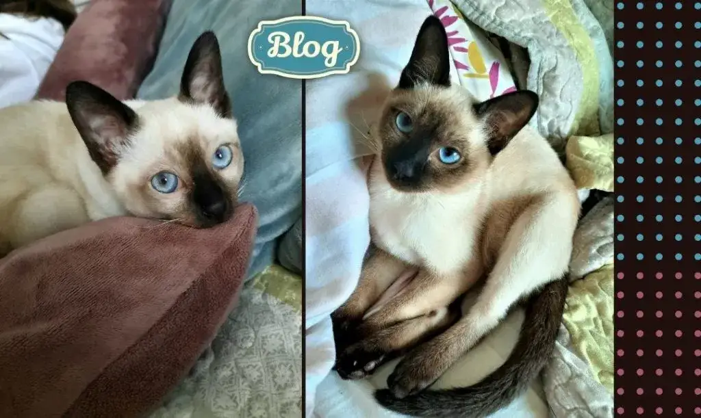 Ciekawe fakty o kocie tonkijskim, które zaskoczą każdego miłośnika kotów