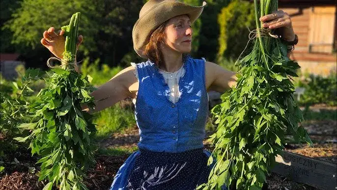 Jak przycinać lubczyk? Klucz do bujnego wzrostu i aromatu!