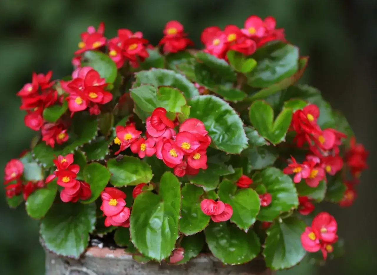 Krzew czerwonych begonii w doniczce, z bujnymi, zielonymi liśćmi. Idealna ziemia do begonii zapewni im taki piękny wygląd.