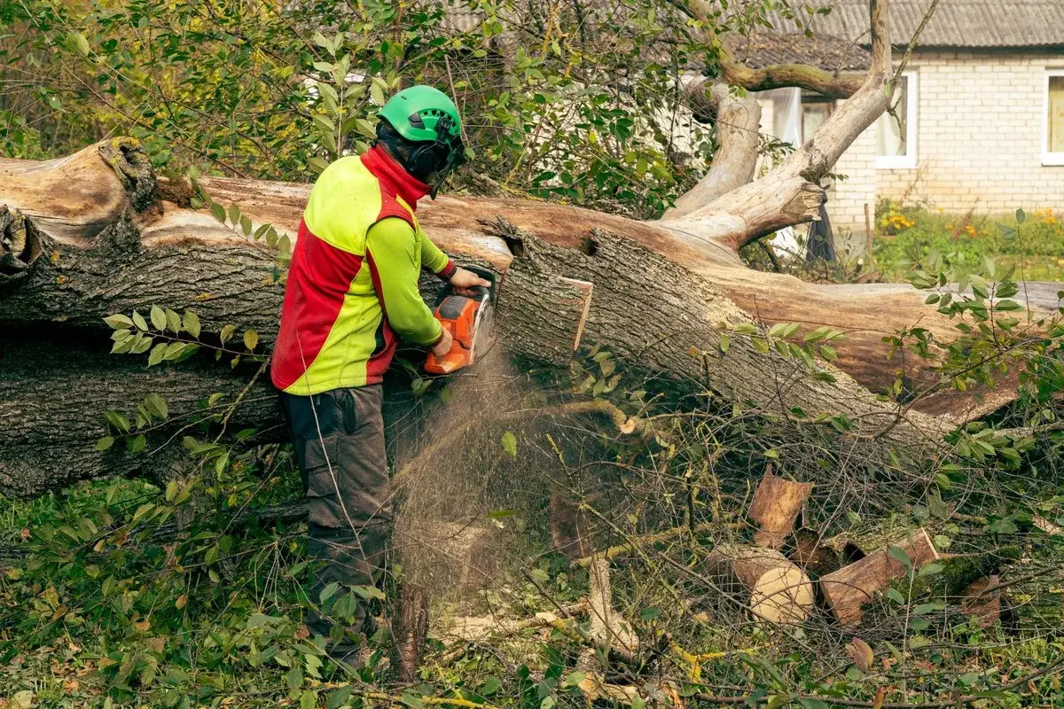 Drzewo blisko domu? Wycinka bez ryzyka i kar poradnik 2026