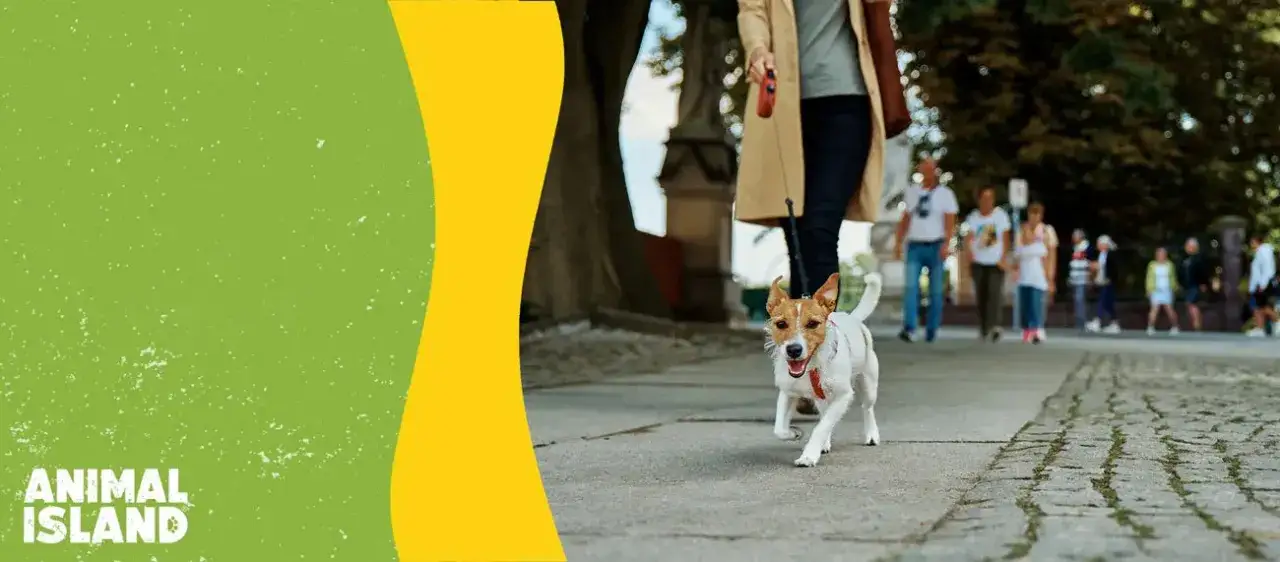 Jak długie spacery ze szczeniakiem? Zadbaj o stawy i rozwój!