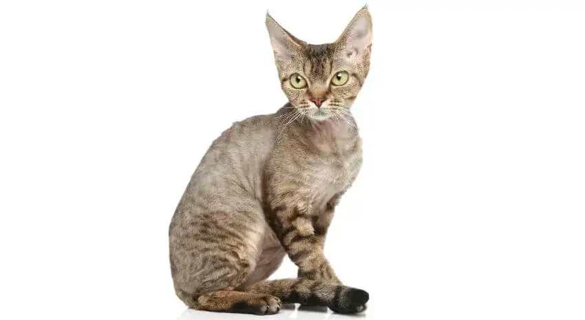 Devon Rex a Sfinks: Kluczowe różnice i cechy, które musisz znać