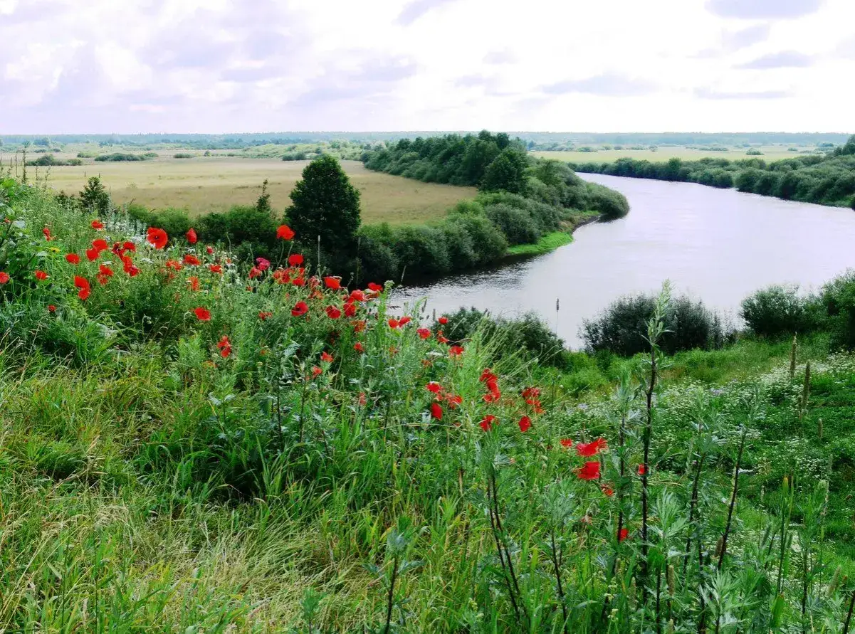 Łąka pełna maków nad zakręconą rzeką, jak z legendy o Janie i Cecylii.