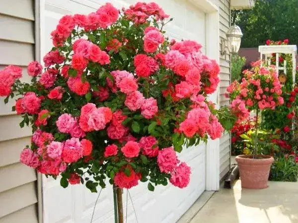 Róża gdzie sadzić: idealne miejsca i warunki dla zdrowych róż