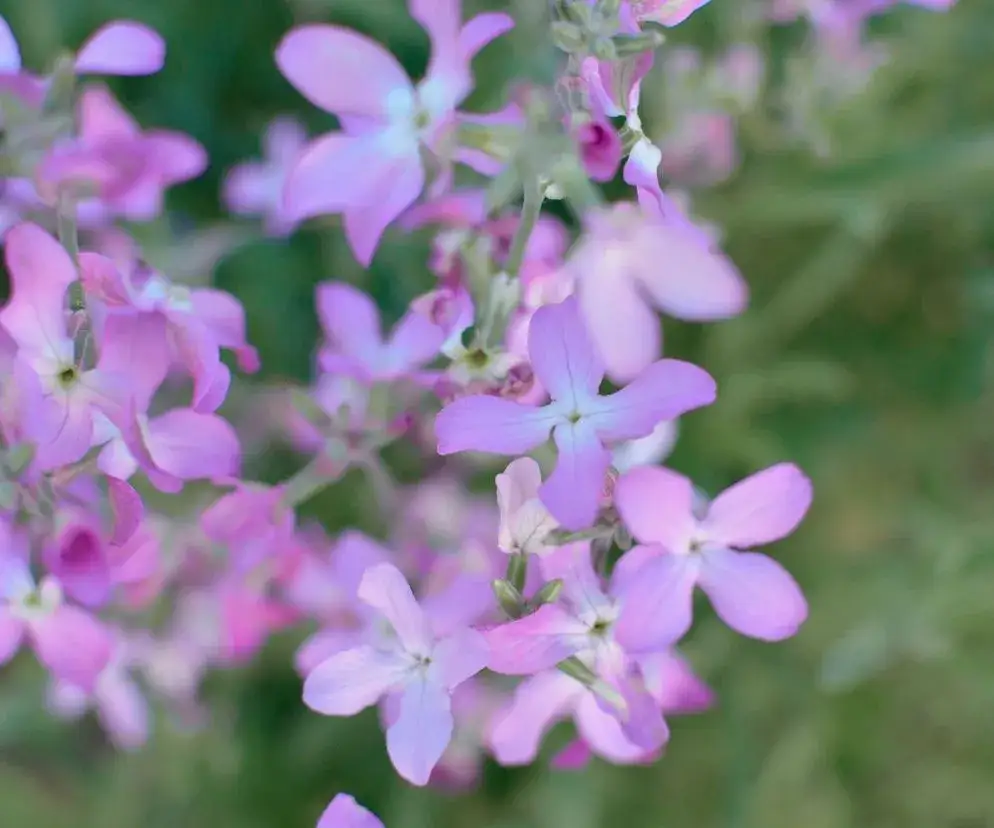 Maciejka: jak długo kwitnie? Sekret zapachu na całe lato!