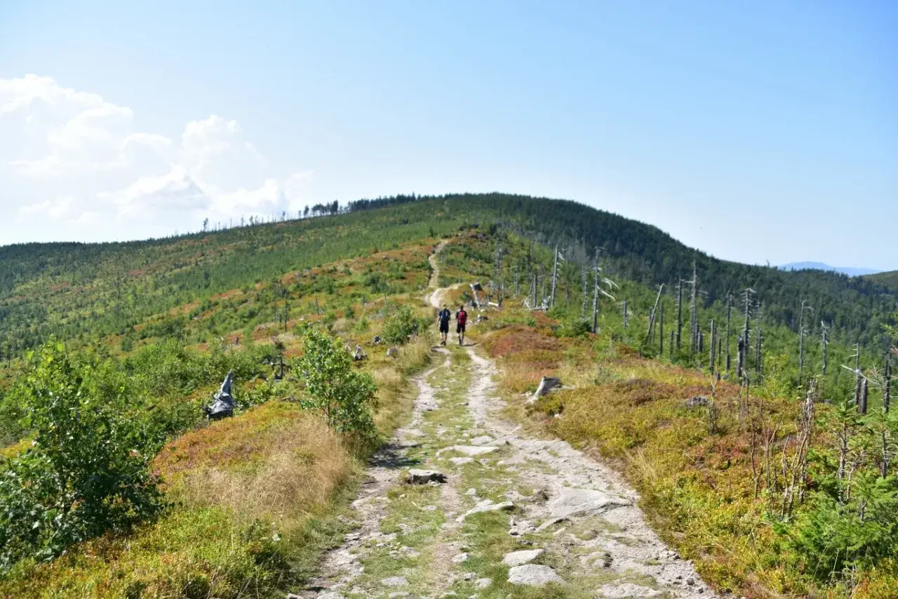 Kamienista ścieżka prowadzi przez zielone wzgórza Baraniej Góry, dwójka turystów idzie w stronę szczytu.