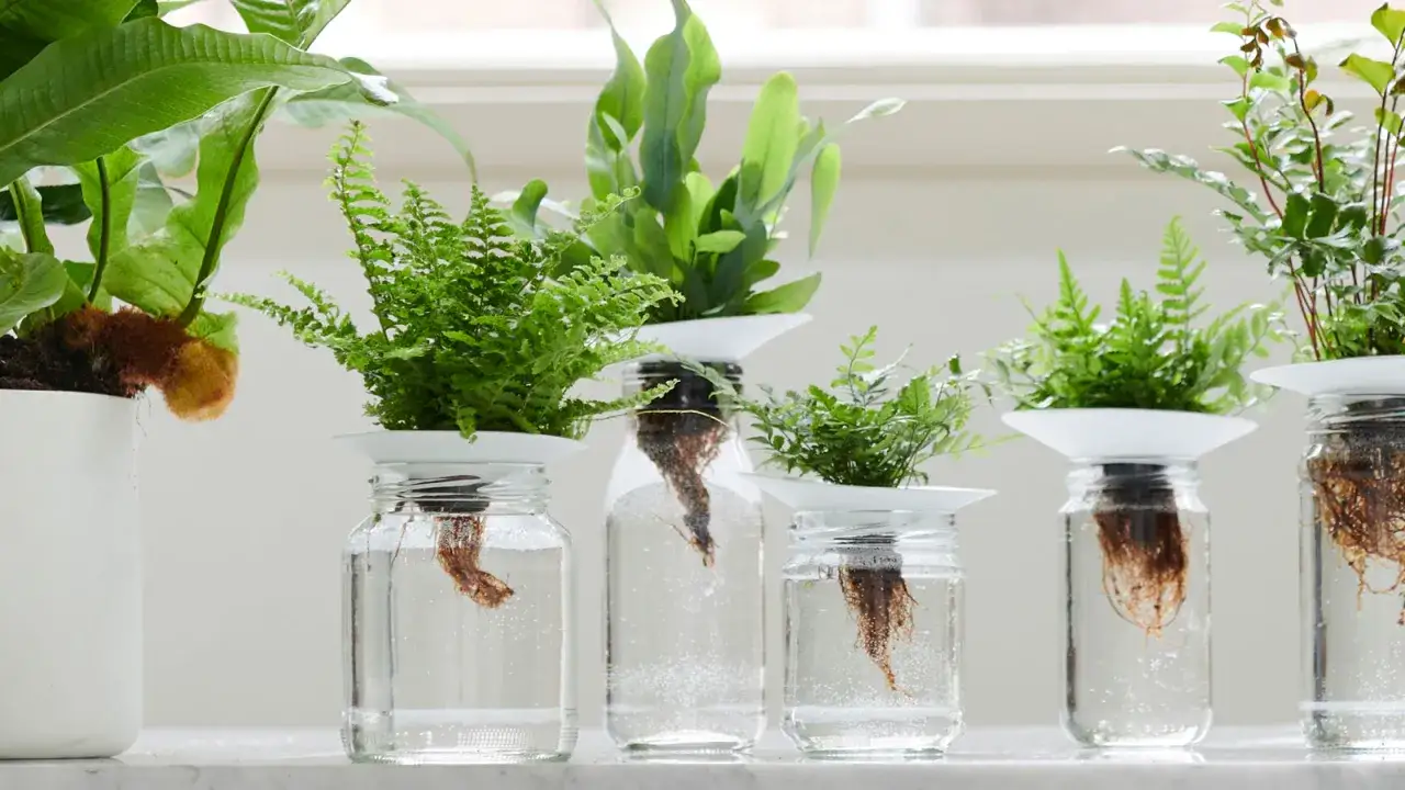 Rośliny w hydroponice: paprocie i inne zielone cuda w szklanych naczyniach.