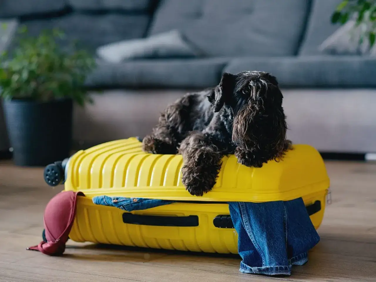 Ile kosztuje paszport dla psa? Sprawdź ukryte wydatki i zasady