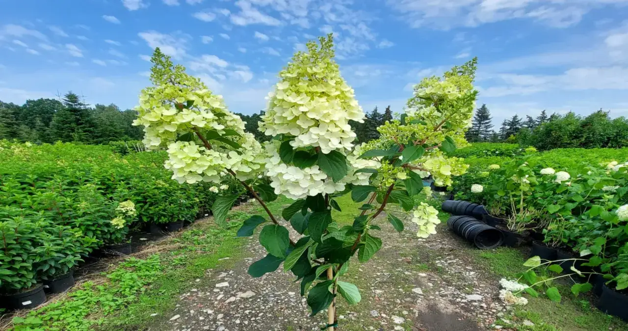 Hortensja bukietowa: jak przycinać, by kwitła gigantycznie?