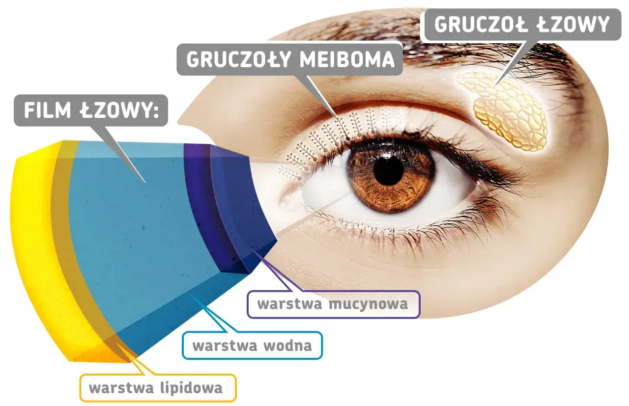 Schemat budowy filmu łzowego na powiece oka: warstwa lipidowa, wodna i mucynowa. Widać gruczoły Meiboma i gruczoł łzowy.