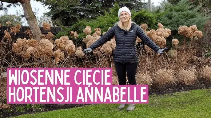 Jak przycinać hortensję Annabelle? Sekrety obfitego kwitnienia