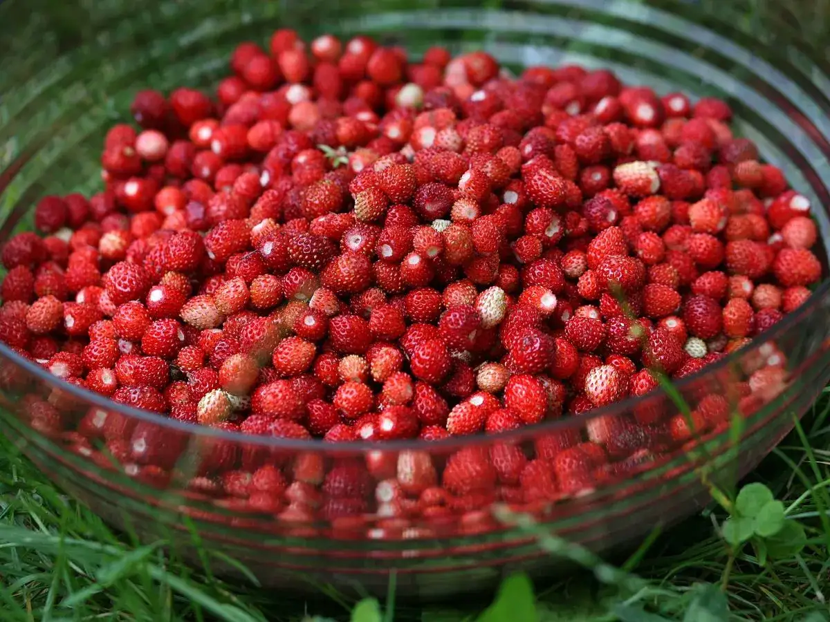 Pełna miska poziomek, gotowych do sadzenia do gruntu. Słodkie, leśne owoce w szklanej salaterce na zielonej trawie.