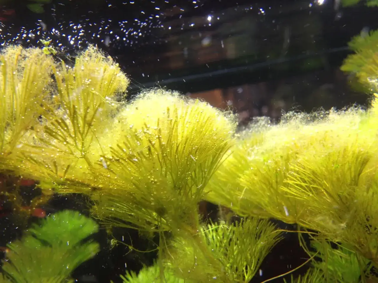 Carbo do akwarium: Kiedy podawać i jak nie zaszkodzić?