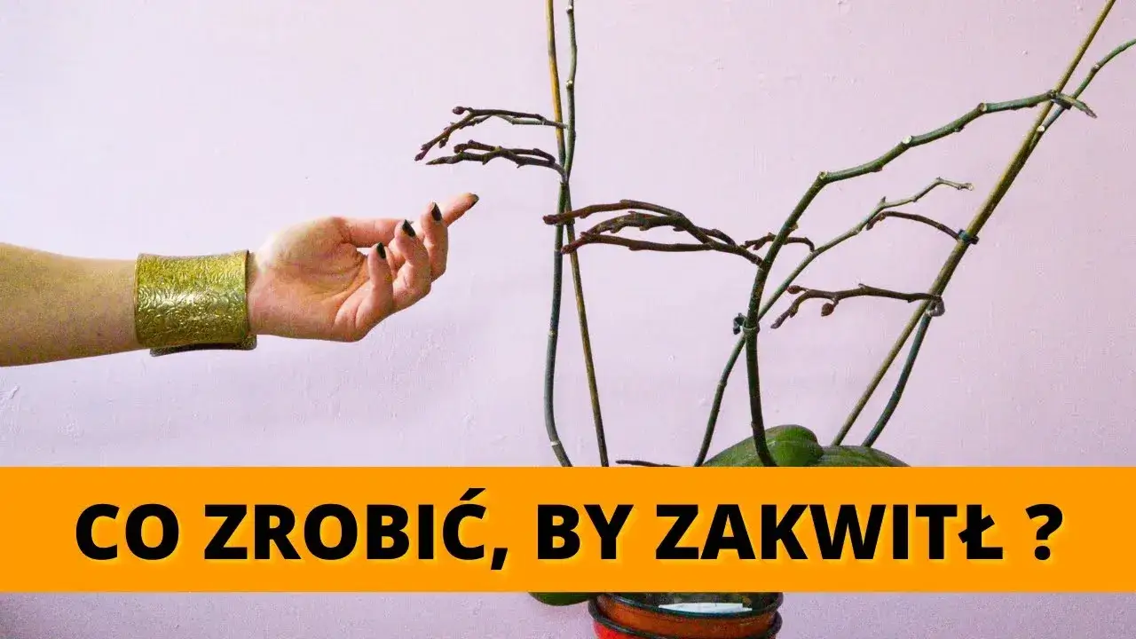 Storczyk nie kwitnie? Oto 7 sposobów, by znów obsypał się kwiatami