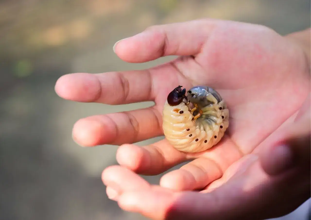 W dłoniach spoczywa zwinięta larwa chrabąszcza majowego, z widocznymi czarnymi kropkami na segmentach ciała.