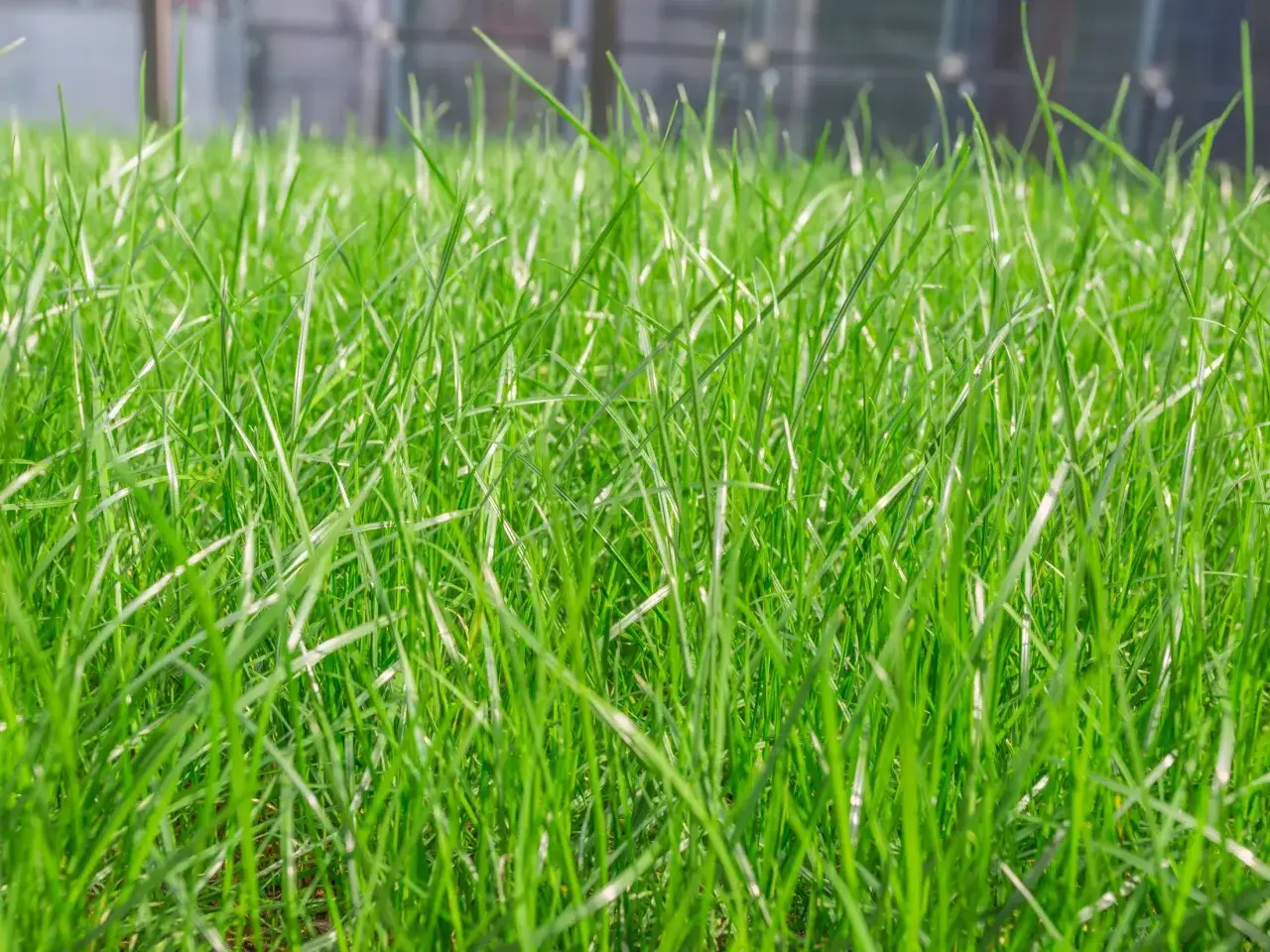 Gęsta, zielona trawa. Idealny czas, kiedy dosiewać trawę na nowym trawniku, to wiosna lub jesień.