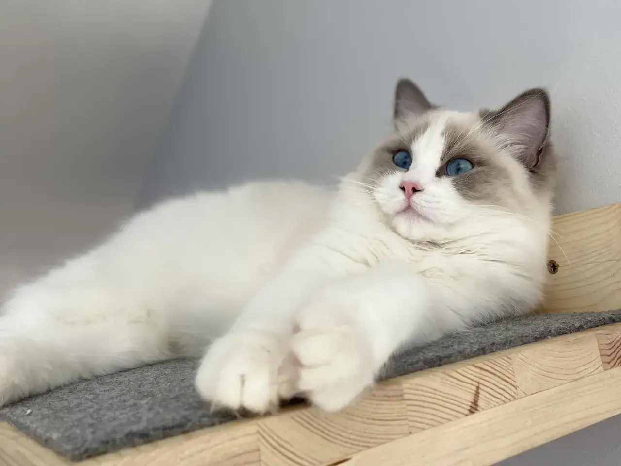 Biały kot rasy Ragdoll z niebieskimi oczami leży na drewnianej półce.