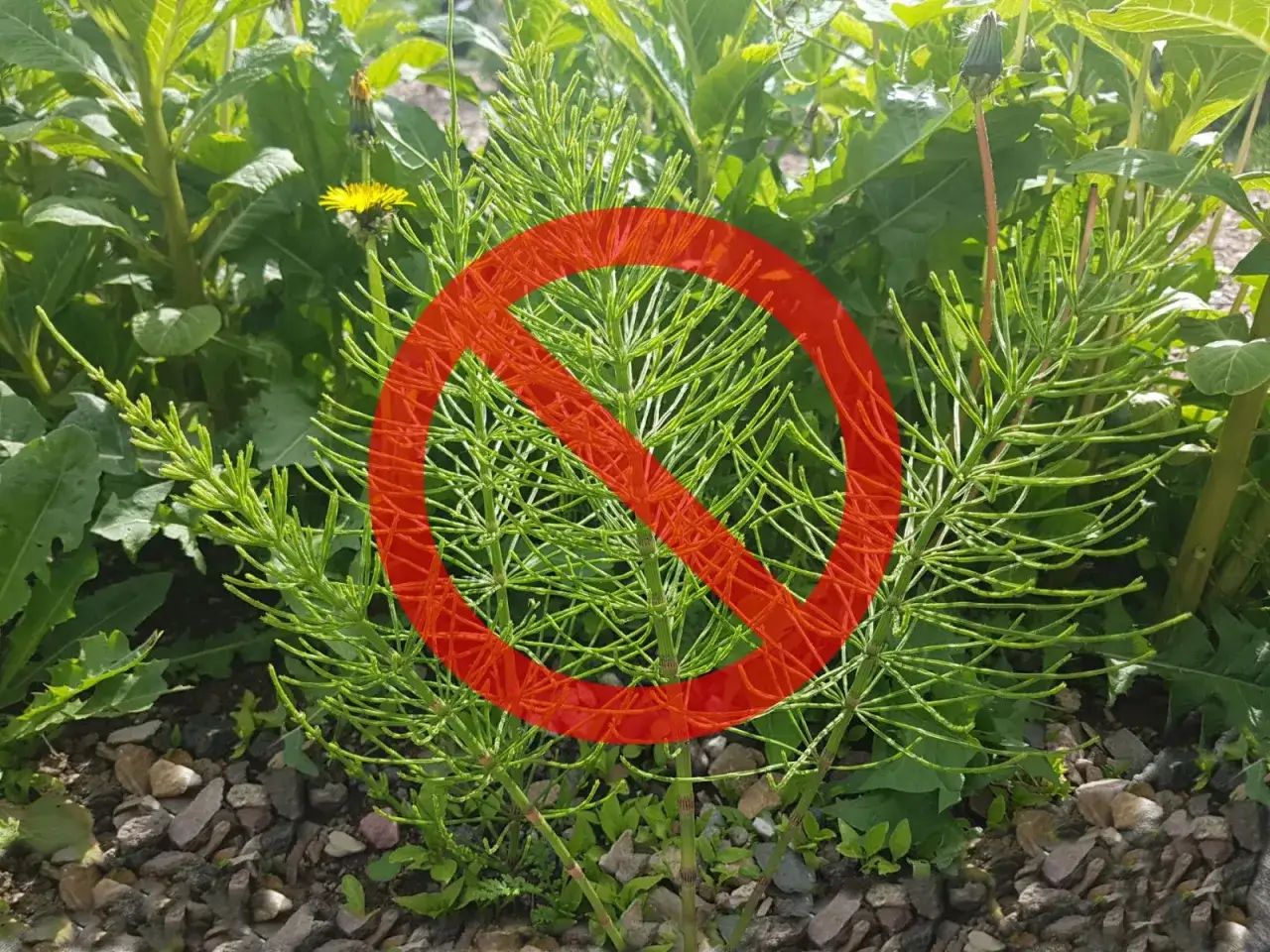 Skrzyp polny, który rośnie na kamienistej glebie, jest objęty zakazem.