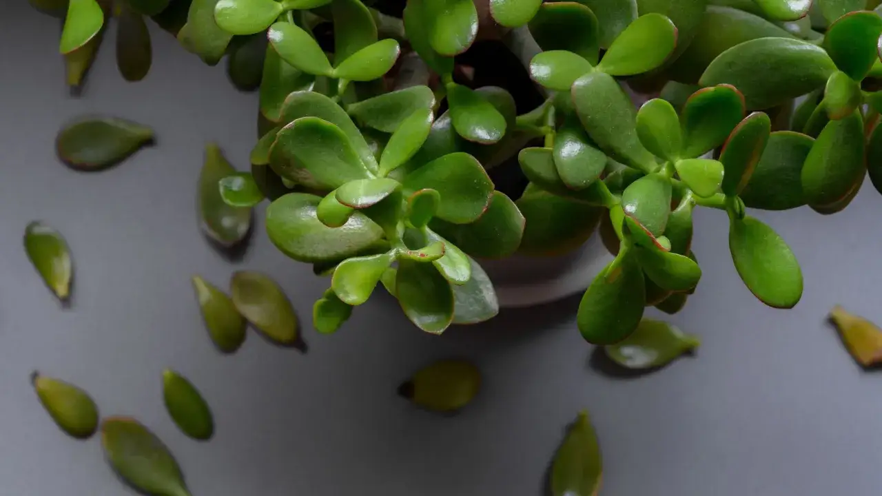 Drzewko szczęścia gubi liście, co może świadczyć o chorobie lub niewłaściwej pielęgnacji.