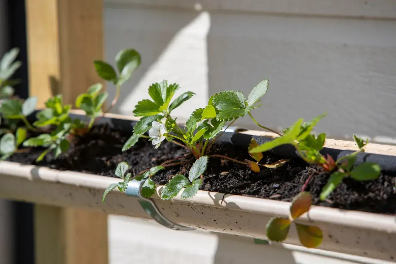 Jak najlepiej sadzić truskawki, aby uniknąć najczęstszych błędów