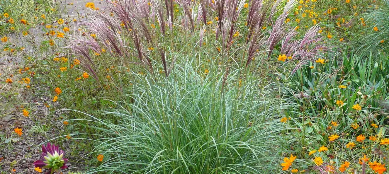 Jaki nawóz do traw ozdobnych, aby uniknąć błędów w pielęgnacji?