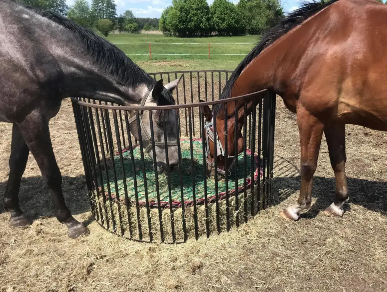 Paśnik dla koni DIY: Zbuduj bezpiecznie i oszczędnie!
