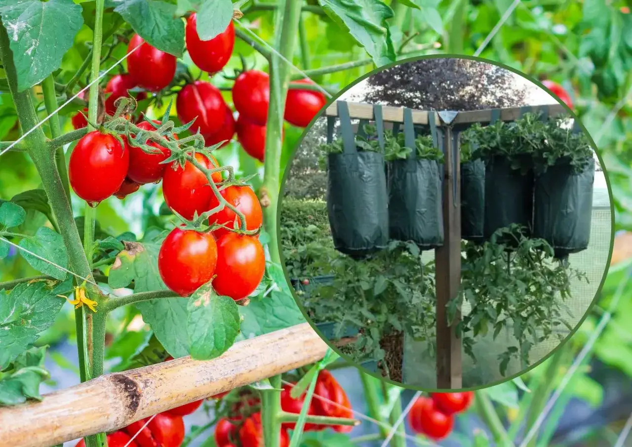Jak sadzimy pomidory koktajlowe, aby uniknąć najczęstszych błędów