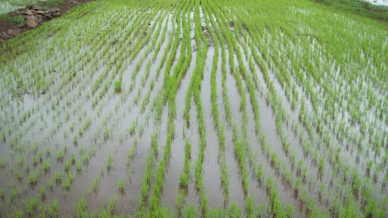 Jak rośnie ryż - odkryj sekrety skutecznej uprawy ryżu