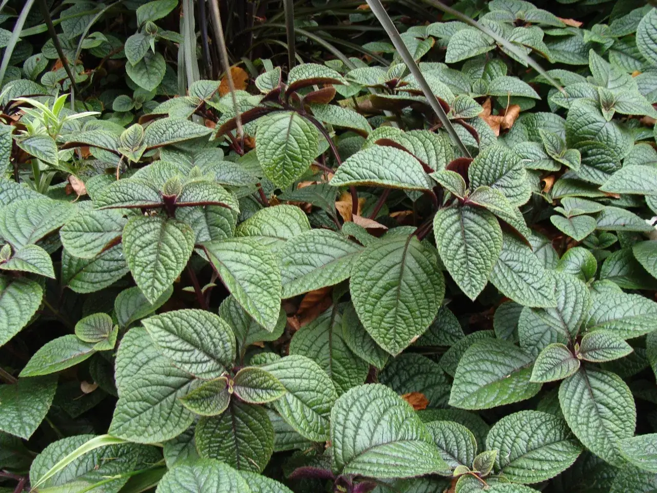 Jak kwitnie komarzyca? Kiedy i czy usuwać niepozorne kwiaty?