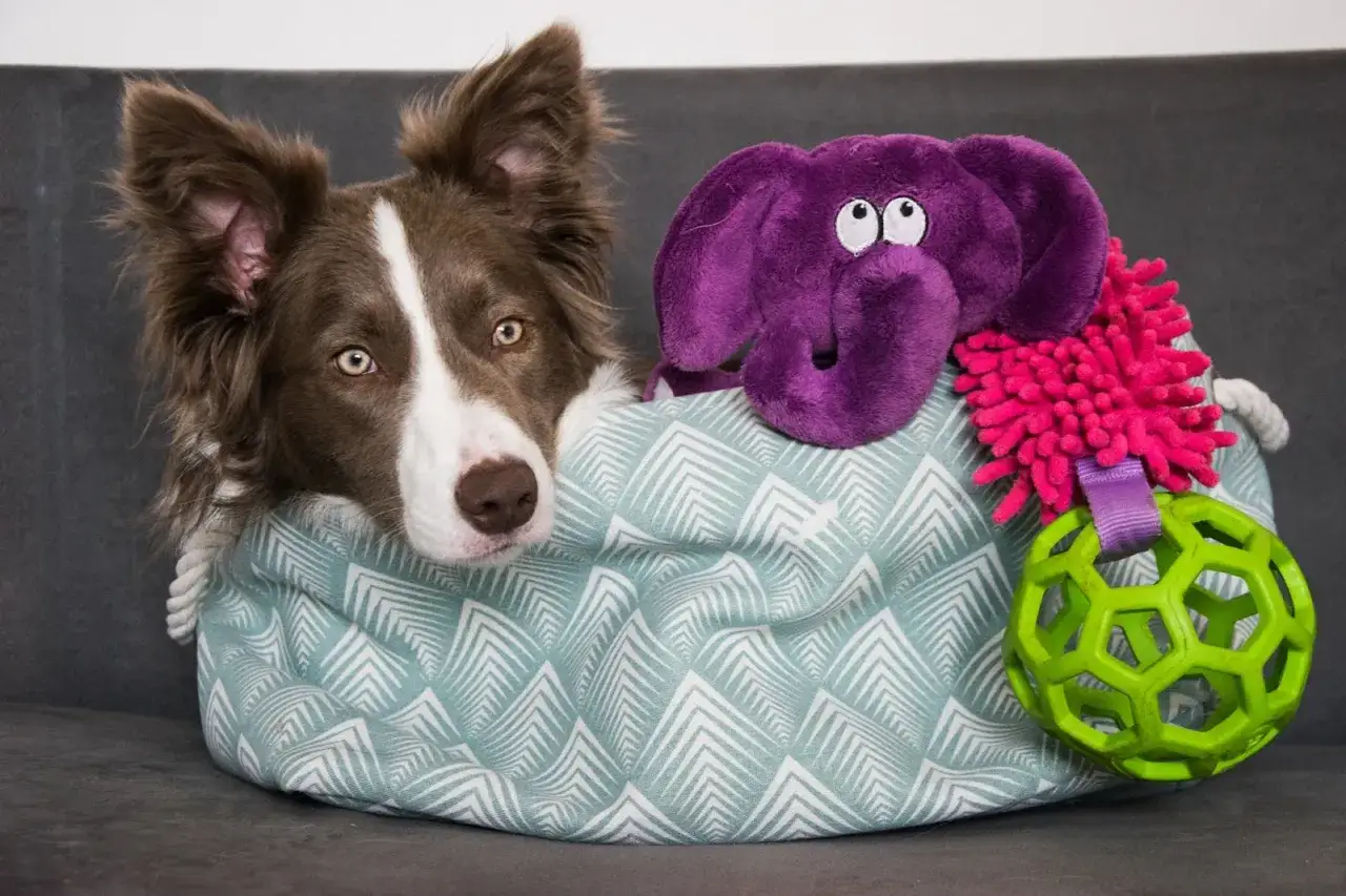 Uroczy border collie w koszu pełnym zabawek: fioletowy słoń, piłka i inne akcesoria dla psa. Idealne zabawki dla border collie.