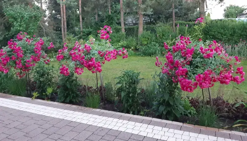 Jak sadzić róże na pniu - uniknij najczęstszych błędów i ciesz się pięknem