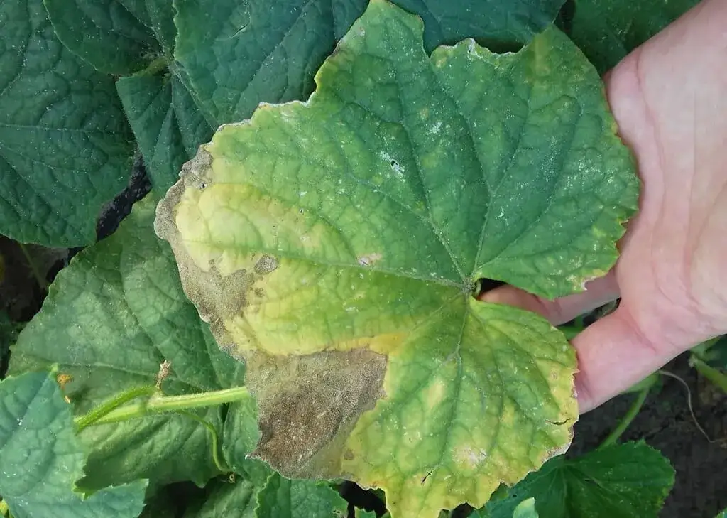 Kiedy opryskiwać ogórki miedzianem? Kluczowe terminy i zasady stosowania