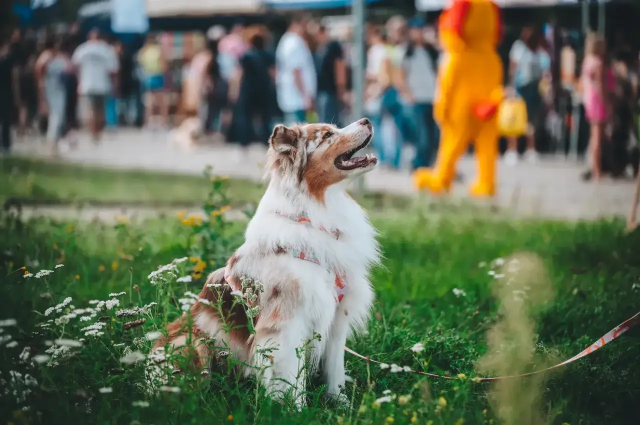 Kremacja psa: Ile kosztuje? Cennik, formalności i godne pożegnanie