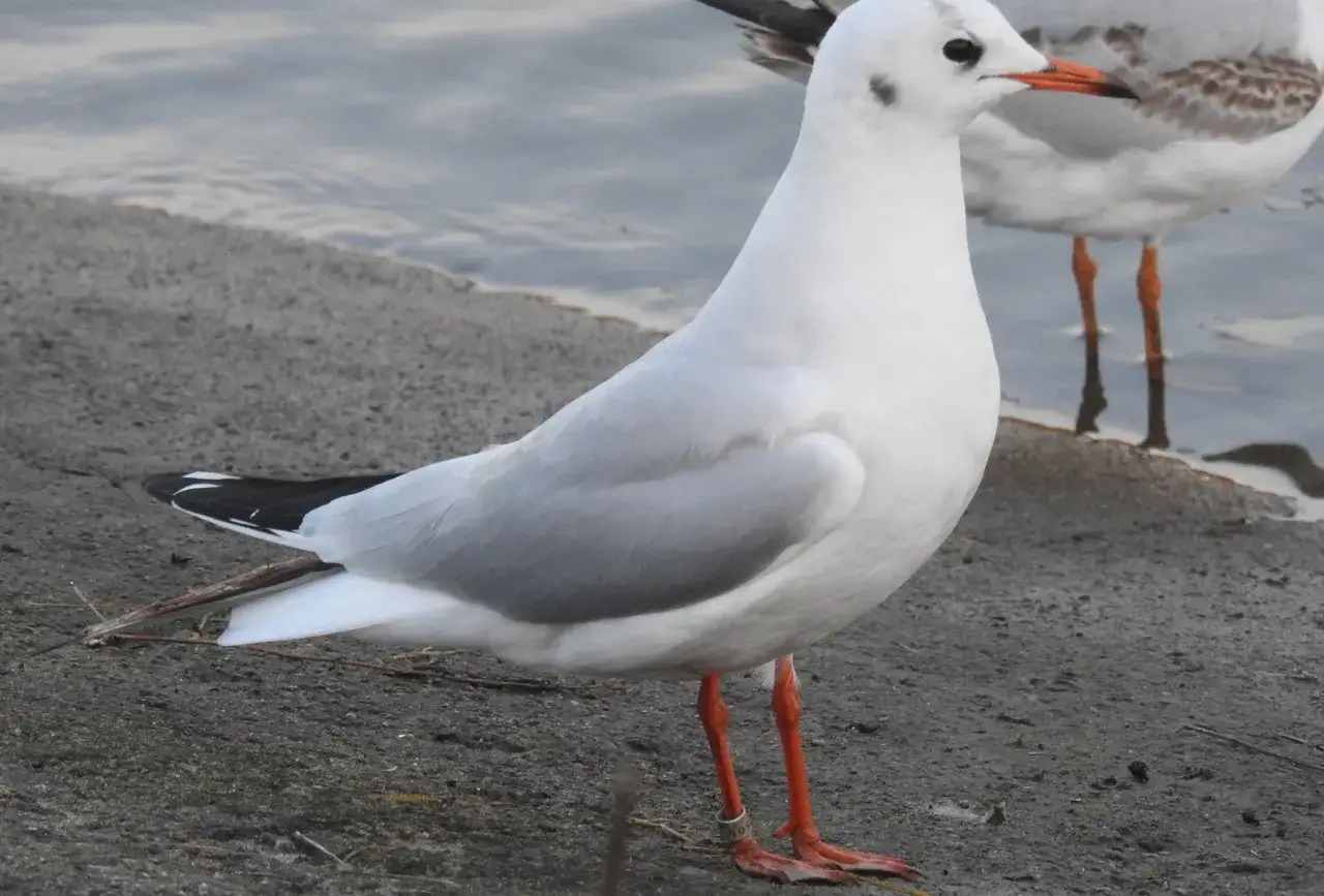 Gdzie zimują mewy? Odkryj ich tajemnicze miejsca w Polsce
