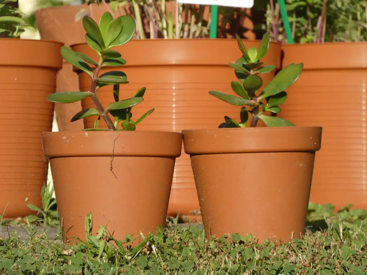 Czy drzewko szczęścia działa? Odkryj sekrety grubosza i finansów.