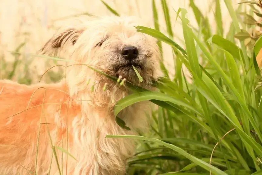 Azofoska dla psa: Toksyczna! Objawy, pomoc i bezpieczne alternatywy