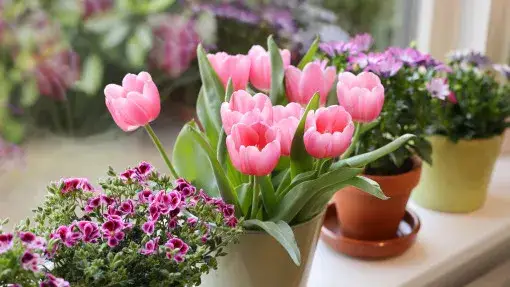 Domowe tulipany DIY: Magiczne sposoby na piękne kwiaty bez wysiłku