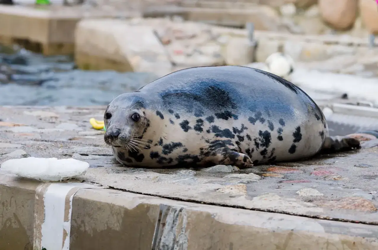 Szara foka z plamami odpoczywa na kamienistym brzegu. Takie miejsca, blisko wody, to idealne środowisko, gdzie żyją foki.