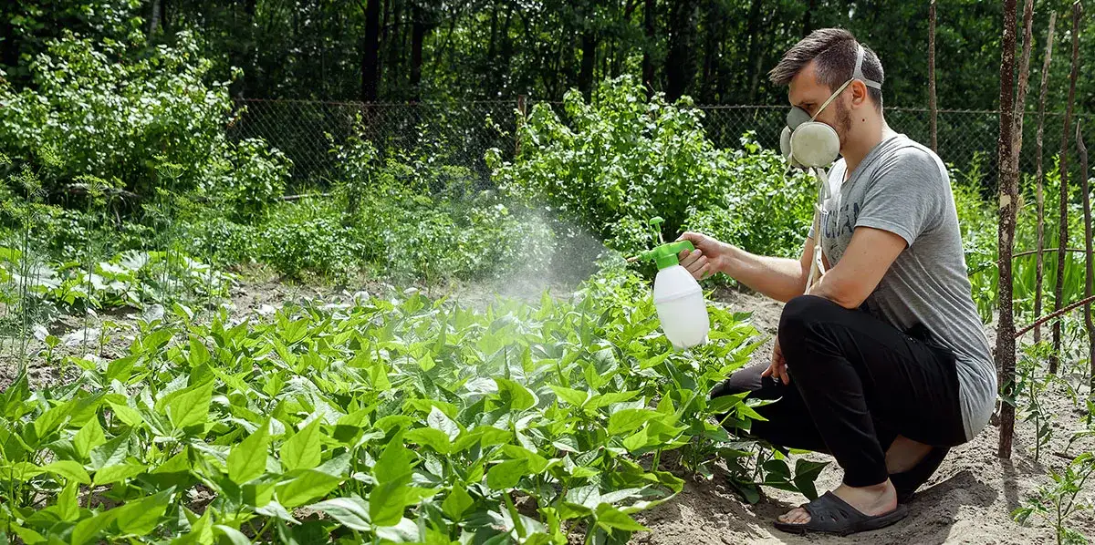 Skuteczne opryskiwanie bobu: kompletny poradnik ochrony przed szkodnikami