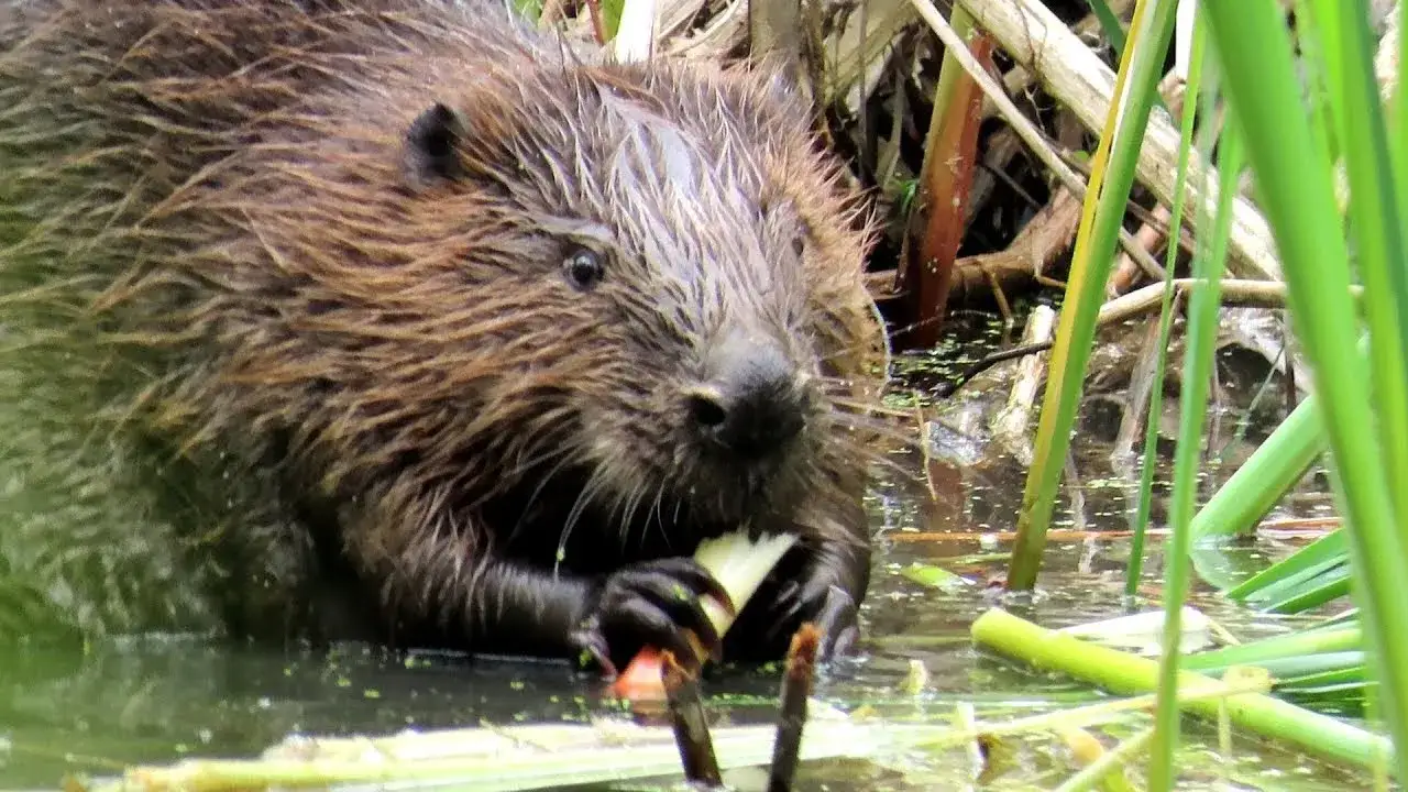 Bóbr czym się żywi? Odkryj zaskakujące fakty o jego diecie