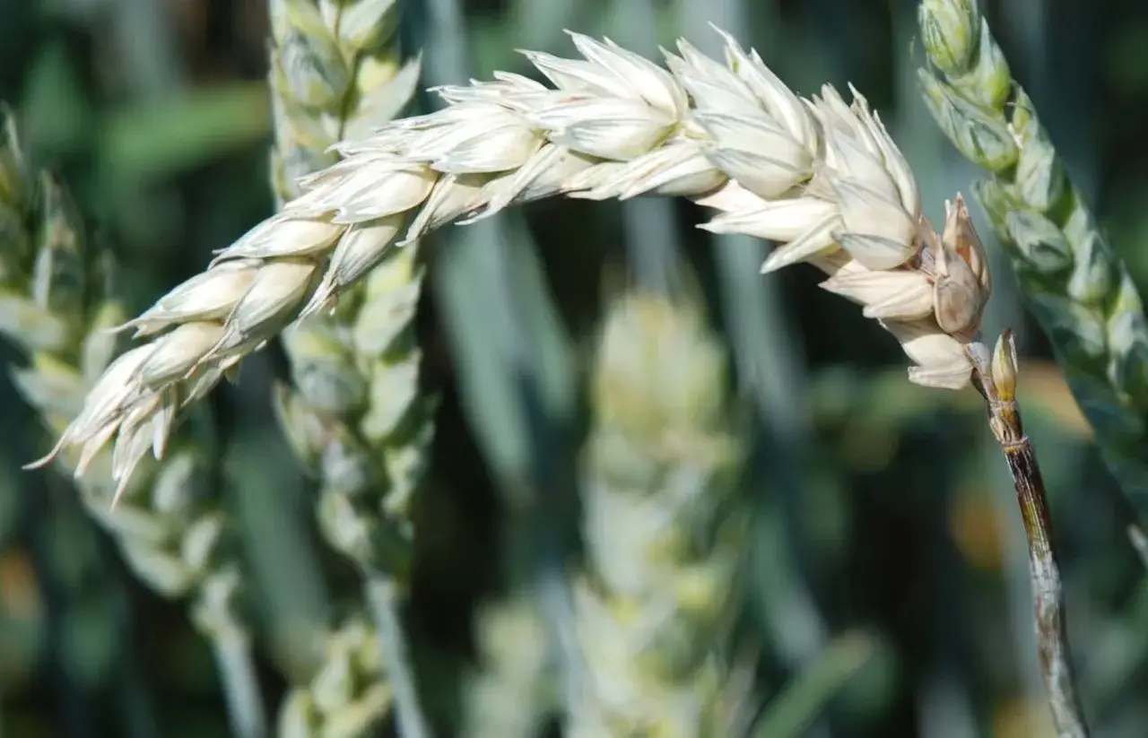 Pszenżyto: Ile kwitnie? Klucz do plonu i ochrony przed fuzariozą